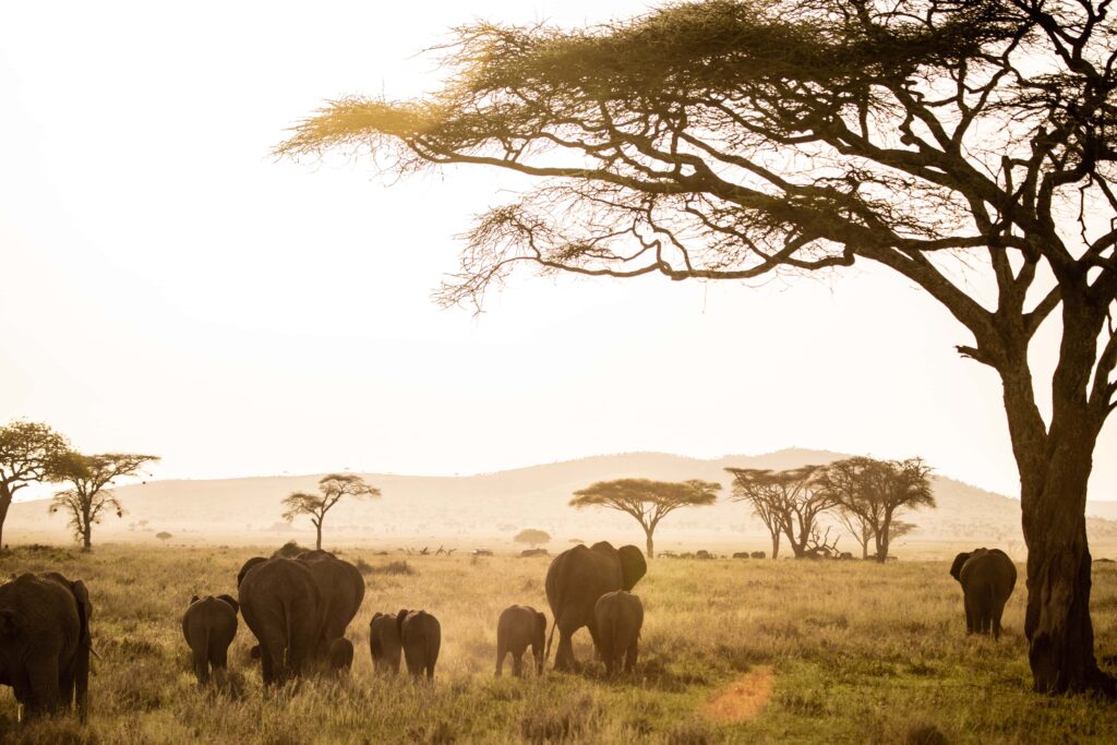 elephants cross the serengeti at sunset