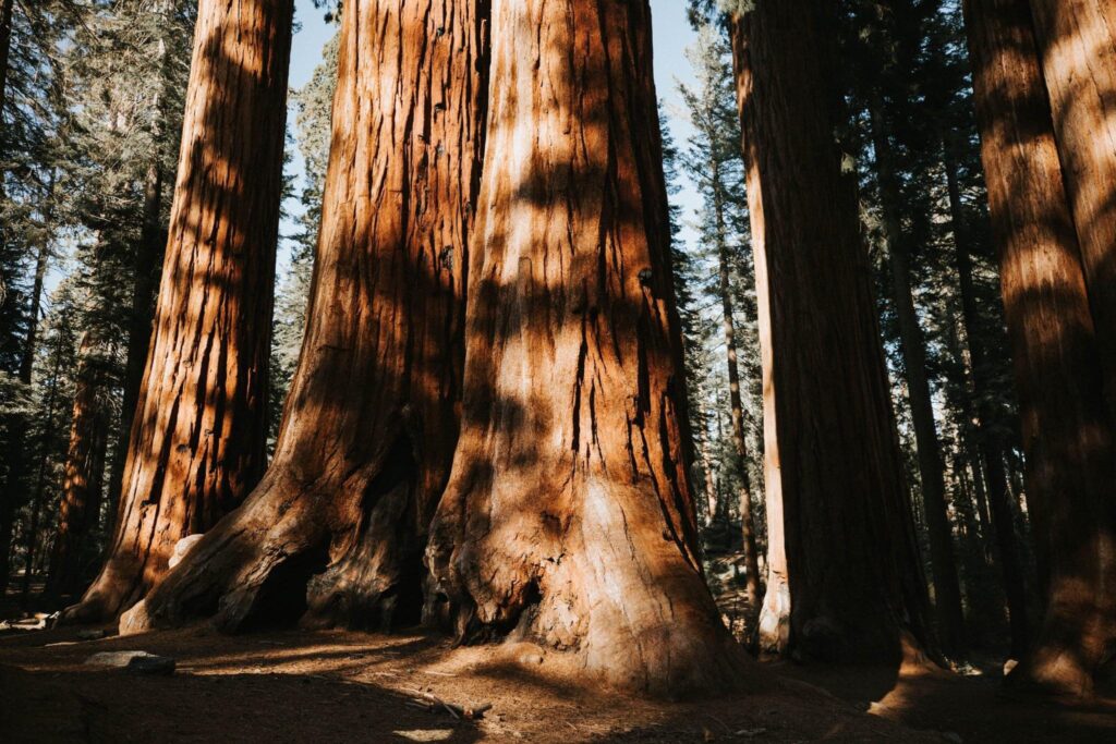 Towering giant sequoia trees in Sequoia National Park, a majestic national park to elope surrounded by ancient forests and timeless beauty.