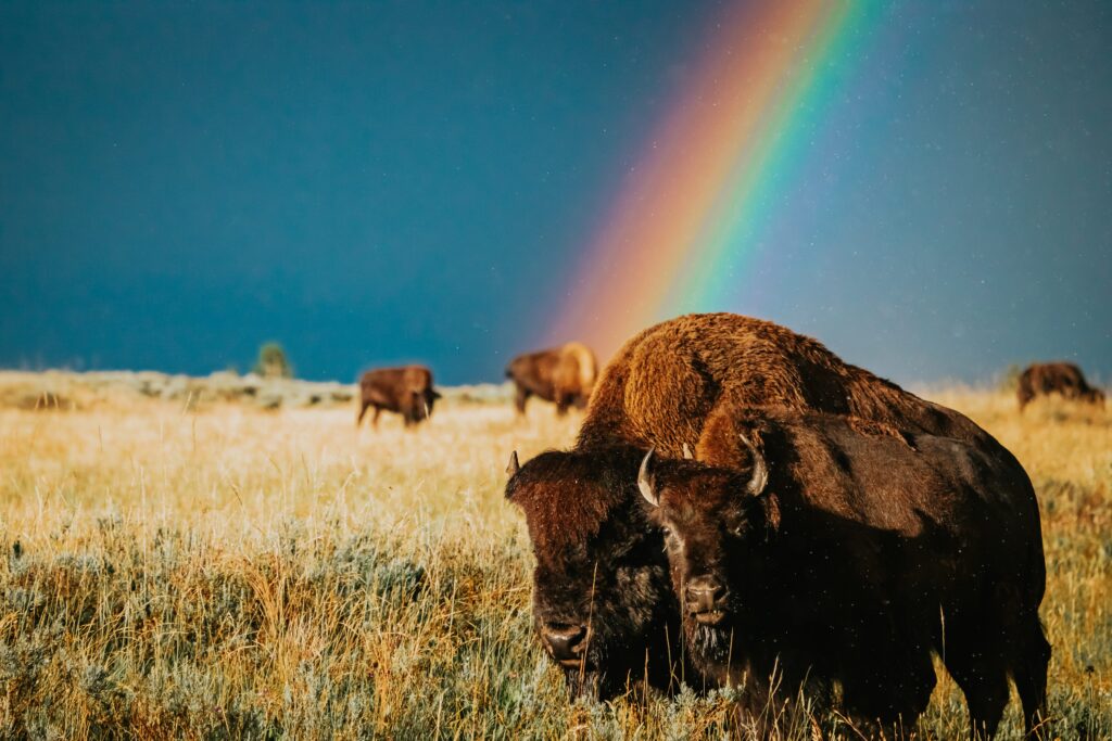 Bison grazing in Yellowstone National Park under a vibrant rainbow, showcasing the wild beauty that makes it one of the best national parks to elope.
