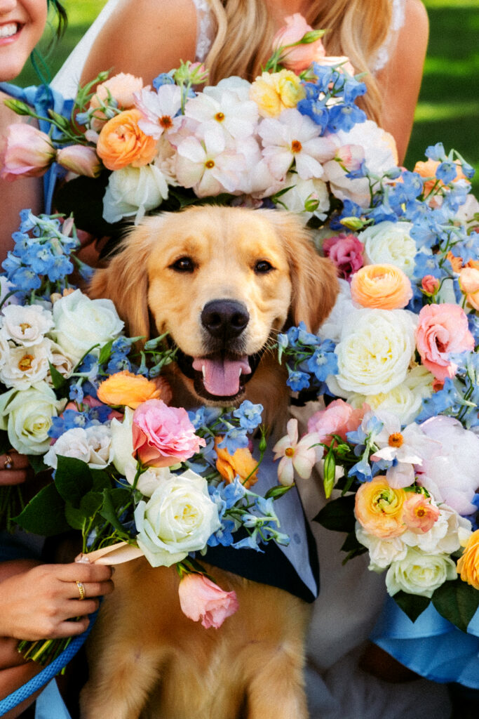 A smiling golden retriever puppy peeks adorably through a lush wreath of blue delphinium, peach ranunculus, and white roses, framed by matching bridesmaids' bouquets — the ultimate wedding with pets moment.