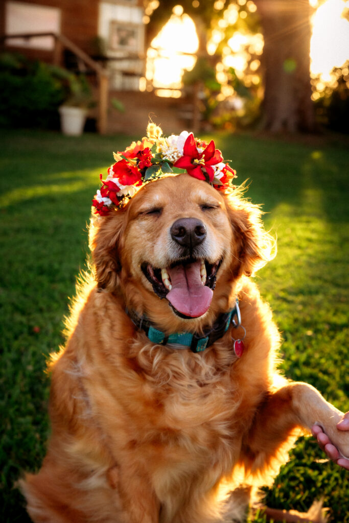 A blissfully happy golden retriever wearing a vibrant red floral crown beams at the camera with tongue out, basking in golden hour sunlight — the most joyful wedding dog photo you'll ever see.