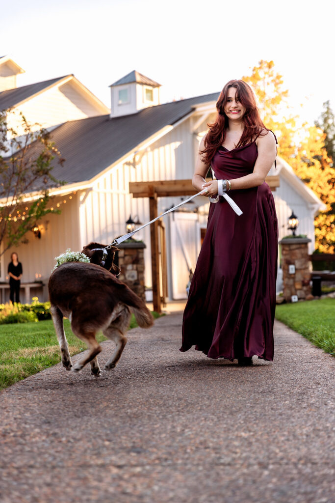 A smiling bridesmaid in a flowing burgundy gown walks a flower-crowned miniature donkey down the driveway of a charming white barn wedding venue at golden hour — the most unforgettable wedding with pets moment.